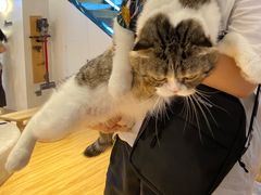 -啵啵喵·猫咖(攀华国际店)