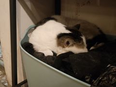 -Cappucimeow猫咪咖啡馆(韦伯时代店)