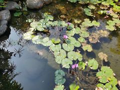 -深圳国际园林花卉博览园