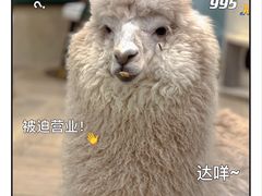 -安格丽娜·狗咖·猫咖羊驼咖(春熙路百盛商场店)