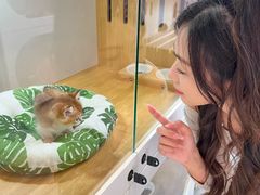 -青奢宠物·青奢猫舍