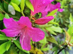 -铁山坪森林公园