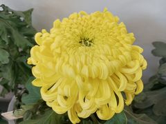 -杭州植物园