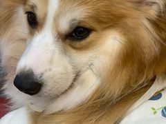 -和它·交个朋友·狗咖猫咖(爱琴海店)