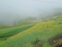 -桑洲油菜花景区