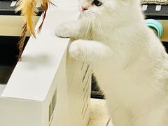 -猫十亿·布偶金渐层·曼基康矮脚猫舍(青年路店)