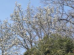 -扬州大运河文化旅游度假区·盆景园