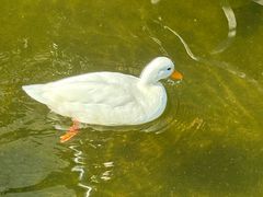 -顺德渔村·岭南一号