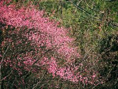 -八大山人梅湖景区