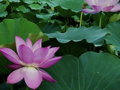 -莲池书院博物馆