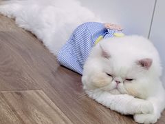 -猫大福·Fortune Cat猫舍(百子湾店)