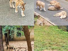 -大连森林动物园