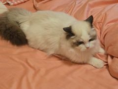 -猫十亿·布偶金渐层·曼基康矮脚猫舍(青年路店)