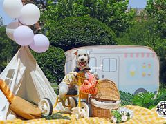 -超宠爱宠物摄影-Super pet