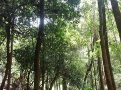 -火炉山森林公园