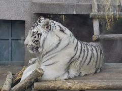 -西安秦岭野生动物园