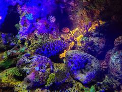 -上海海洋水族馆