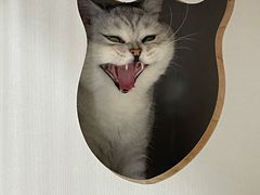 -关爱宠物医院·猫科中心·消化科(滨湖万达分院)