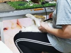 -宠物兔专门店(天丰利市场店)