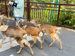 -东平国家森林公园