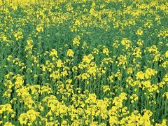 -三圣花乡旅游区