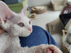 -关爱宠物医院·猫科中心·消化科(滨湖万达分院)