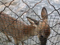 -长白岛森林公园