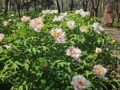 -洛阳市隋唐城遗址植物园