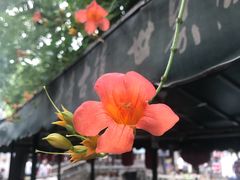 -同里国家湿地公园