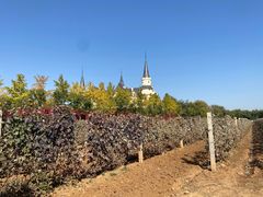 -北京张裕爱斐堡酒庄