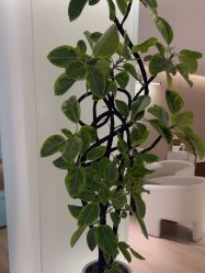 -北京漾格医疗美容医院