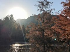 -小芝红树林