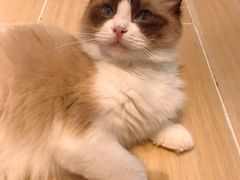 -momokira米努特·德文卷毛猫·棉花面纱犬