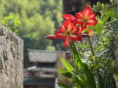 -林坑古村落