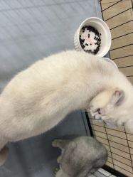 -镁连社·美联社