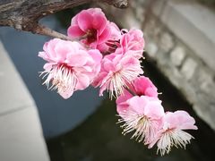 -趵突泉景区