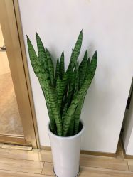 -JUVA欧华医美连锁