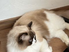 -有猫主题·治愈系猫咖(曾厝垵店)