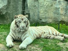 -北京野生动物园