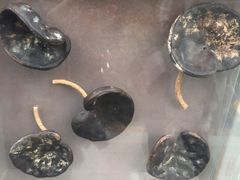 -上海植物园-4号门售票处
