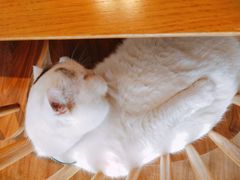 -猫小主咖啡·猫咖cat cafe(福田店)
