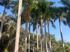 -中国科学院西双版纳热带植物园