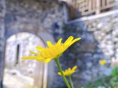 -高荡千年布依古寨旅游景区