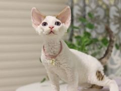 -十年猫舍·猫咪专门店(普陀店)