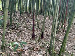 -都江堰中华大熊猫苑