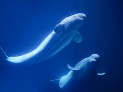 -大连圣亚海洋世界