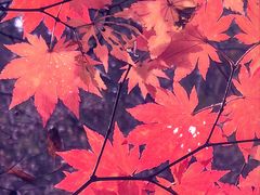 -关门山森林公园