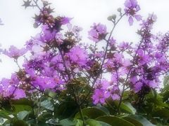 -厦门园林博览苑