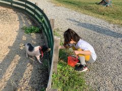-前小桔亲子创意农场·草莓采摘·露营烧烤