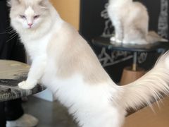 -瞄一喵猫咖(格力海岸店)